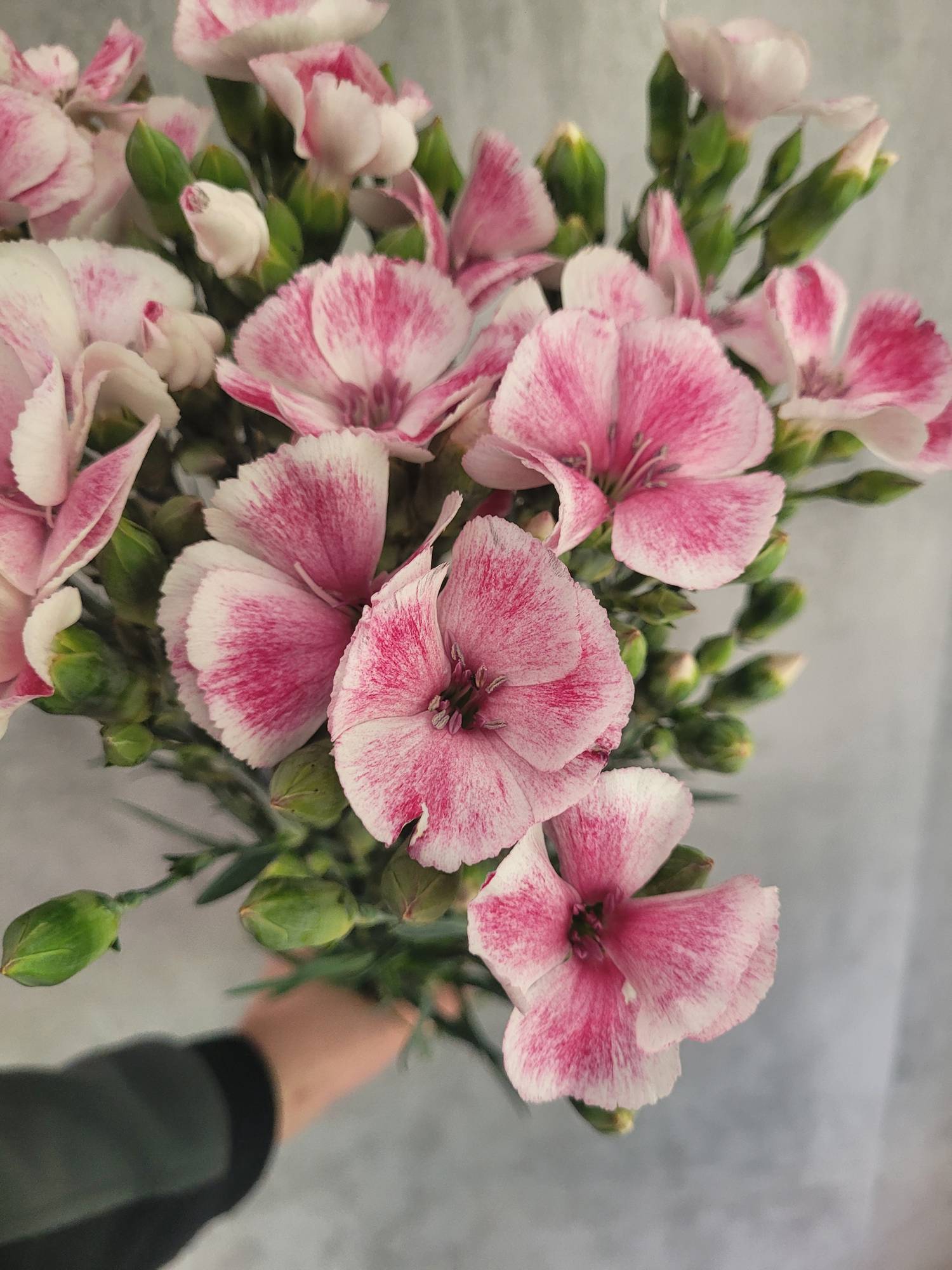 blumigo-nelken-solandis-blushfly-blume-rosa-wei-einzeln image 1