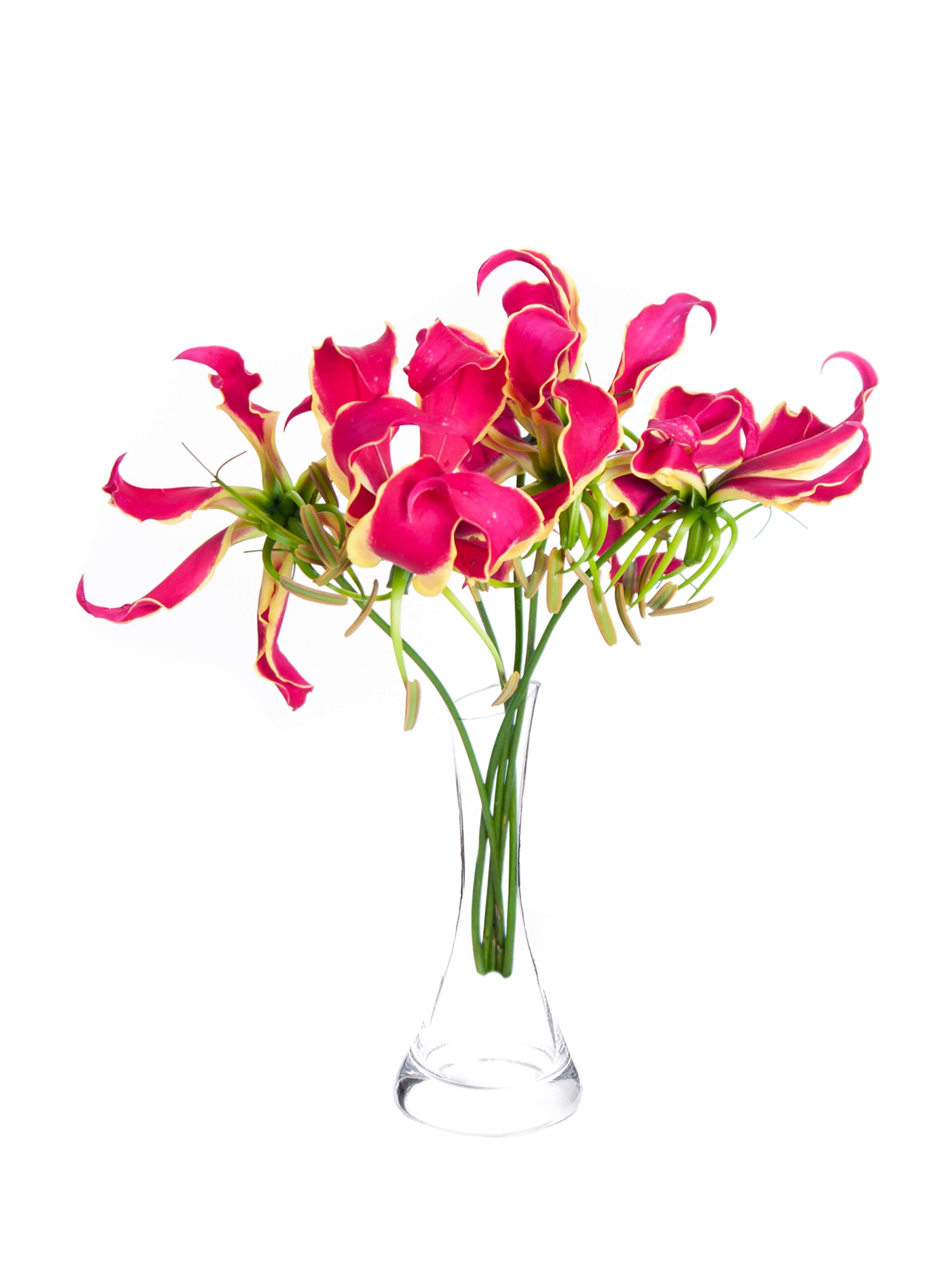 blumigo-ruhmeskrone-gloriosa-rothschild-pink-gelb-blume image 2