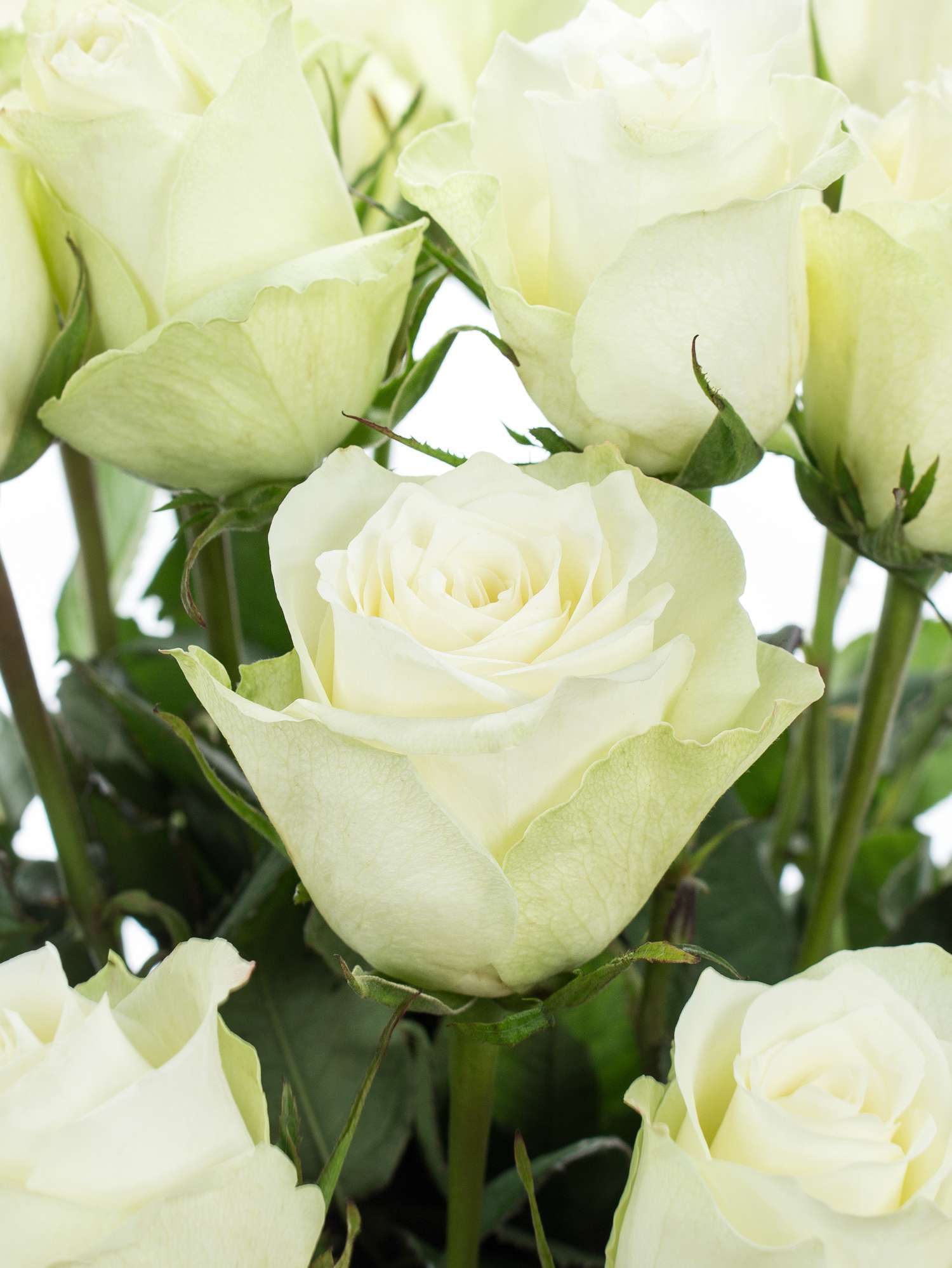 blumigo-rosen-athena-wei-e-schnittrose-elegante-vase image 1