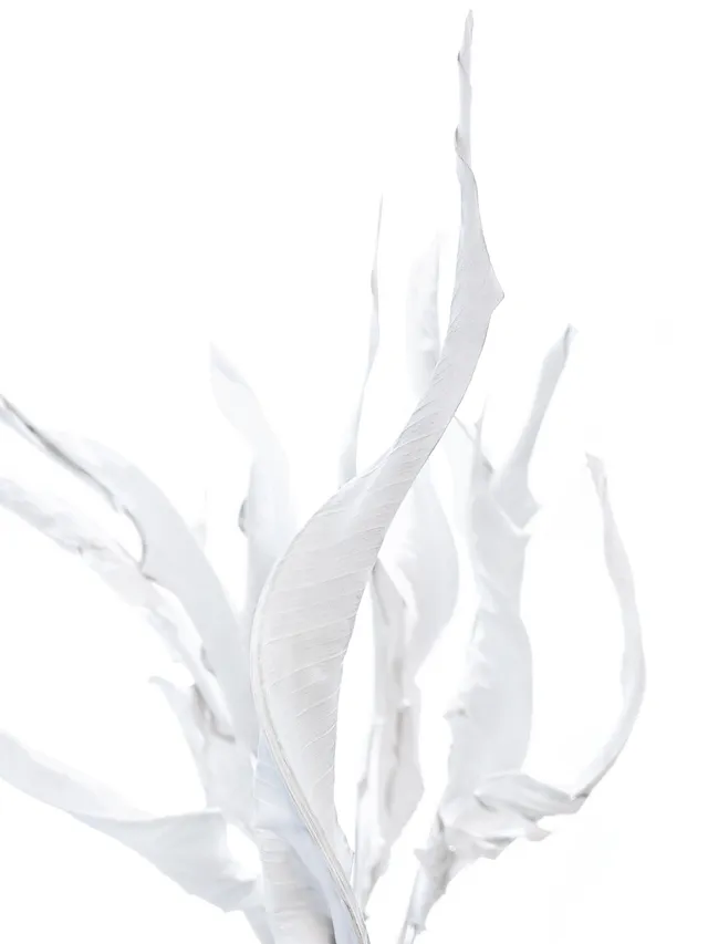 blumigo-trockenblumen-strelitzienbl-tter-getrocknet-wei-stiel image 1
