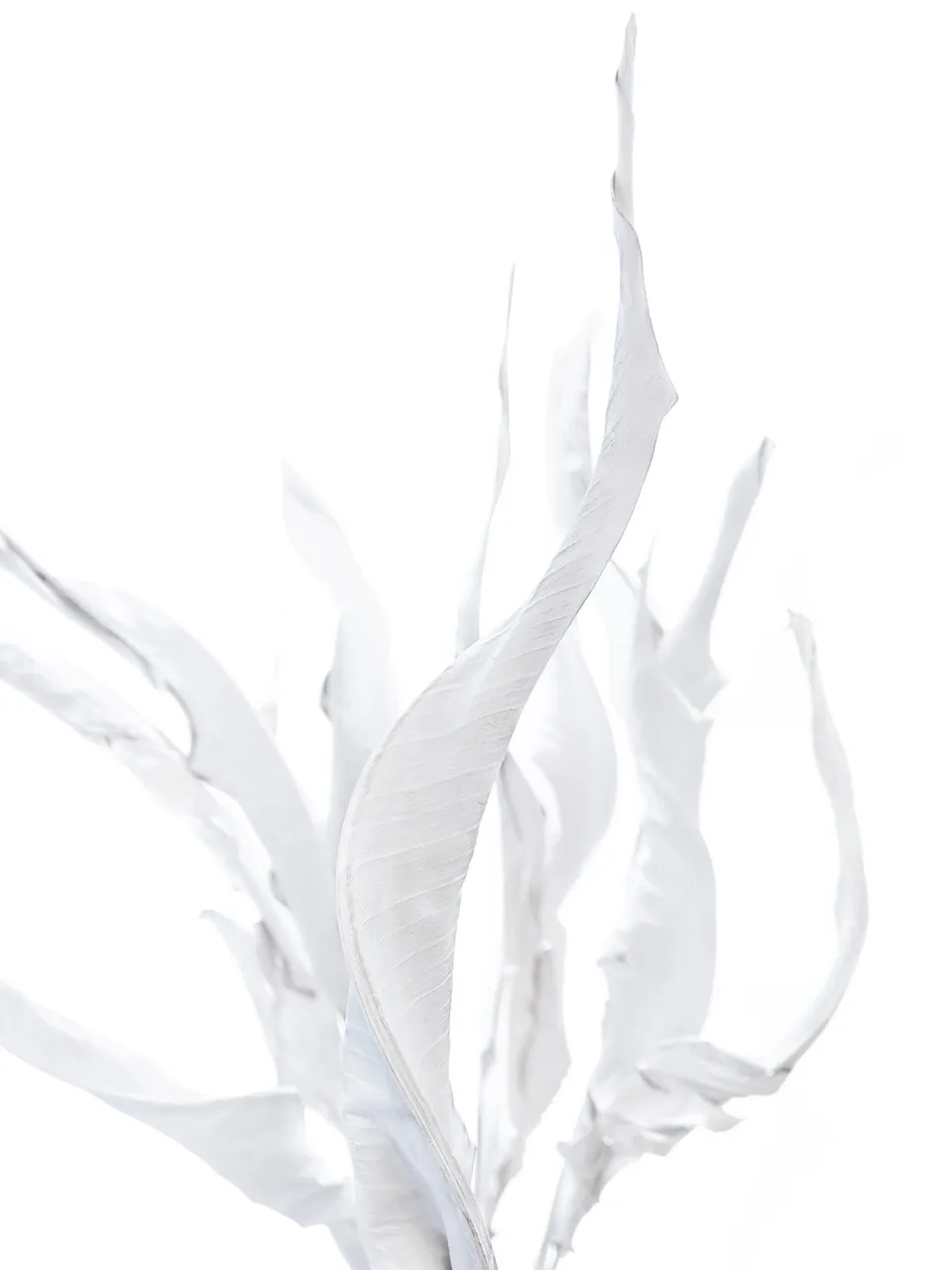 blumigo-trockenblumen-strelitzienbl-tter-getrocknet-wei-stiel image 1