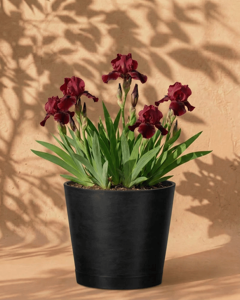 feey-amsterdam-iris-rot-blumenzwiebeln-4er-winterhart image 6