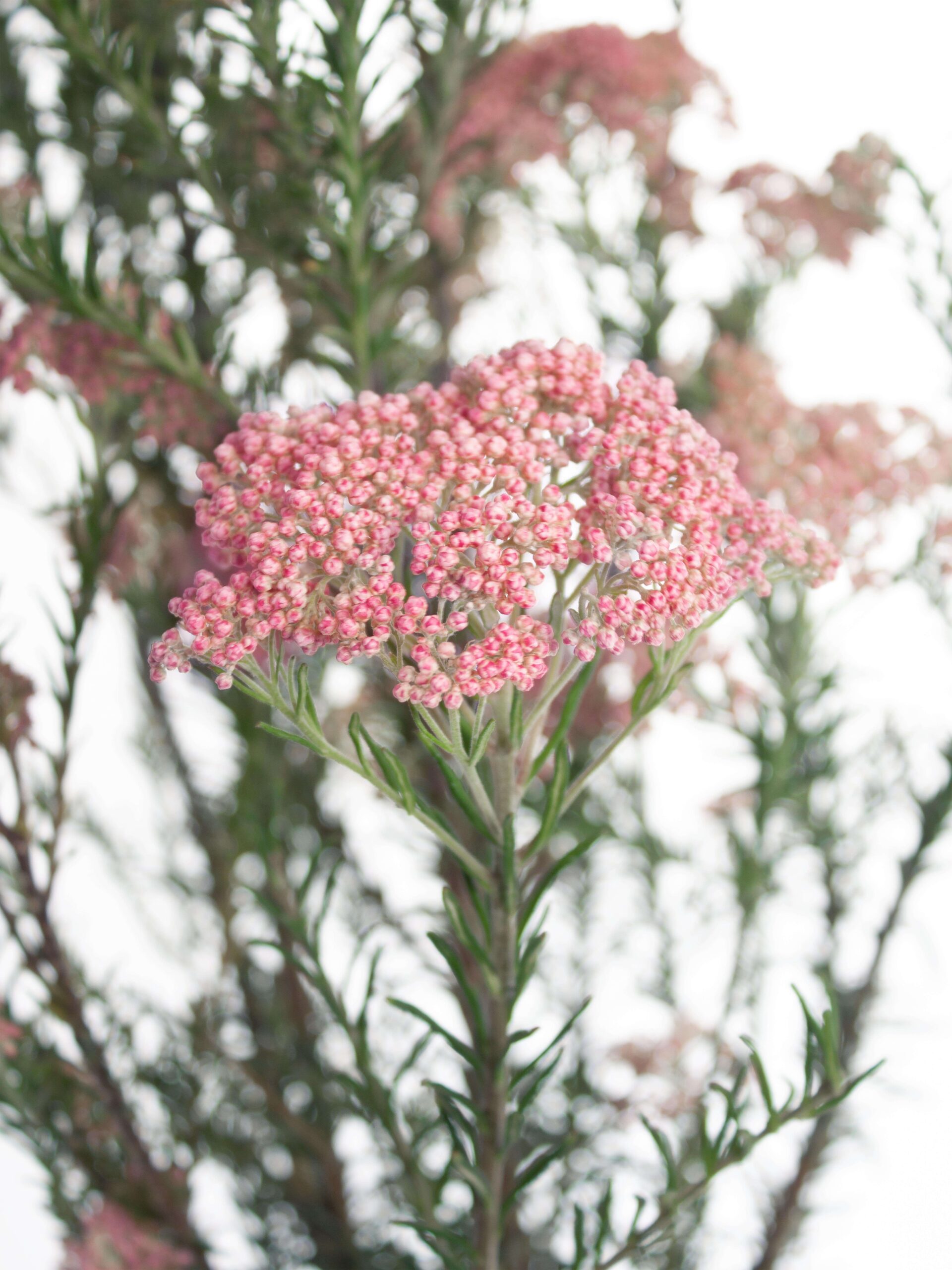 blumigo-blattwerk-ozothamnus-reisblume-rosa-haltbare-trockenblume image 1