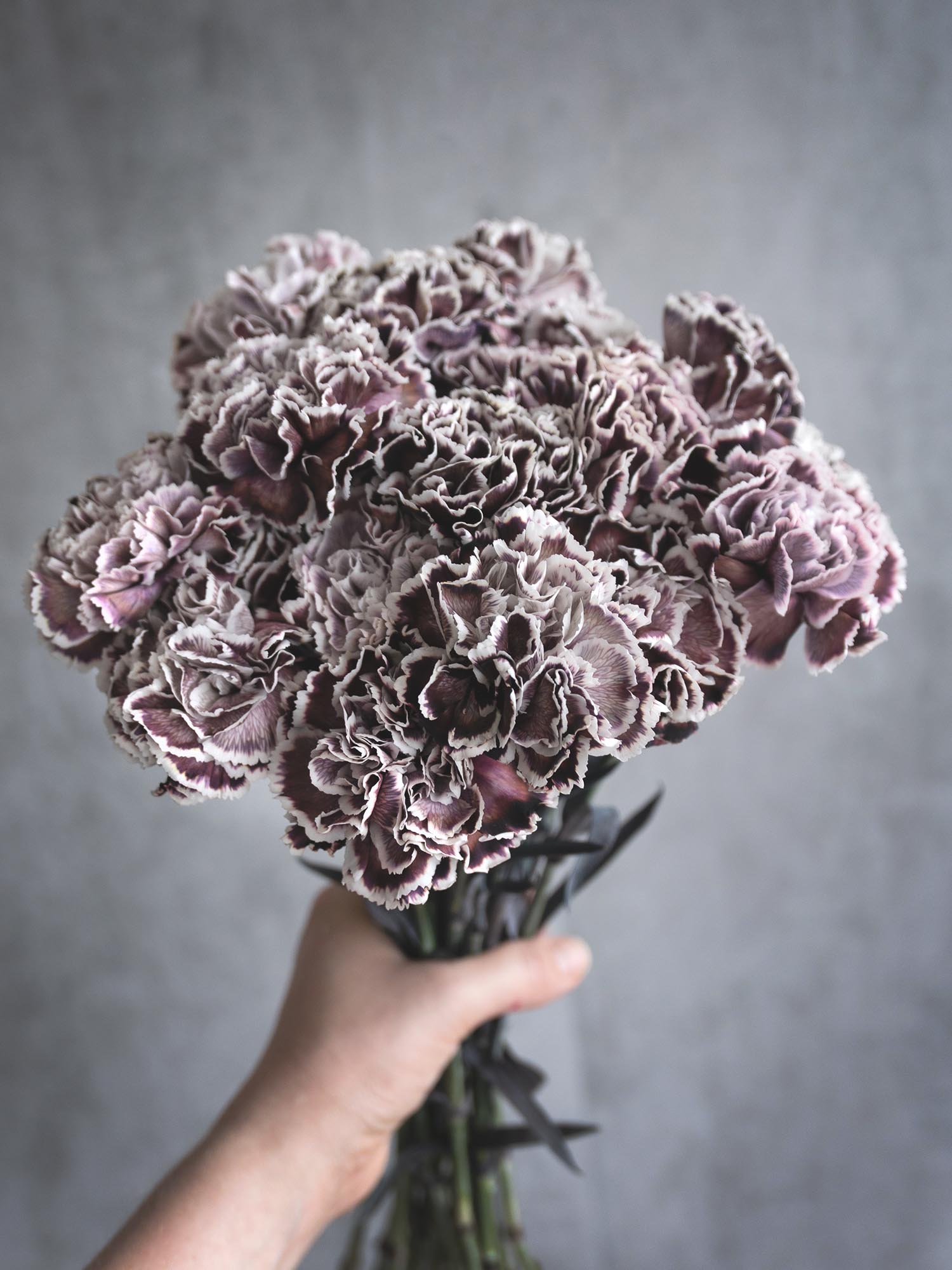 blumigo-edelnelken-violetta-blume-violett-wei-einzeln image 5