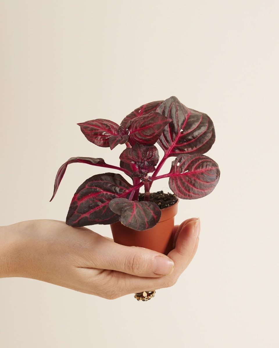 plnts-babyplnts-herbstii-bloodleaf-zimmerpflanze-6cm-topf image 2