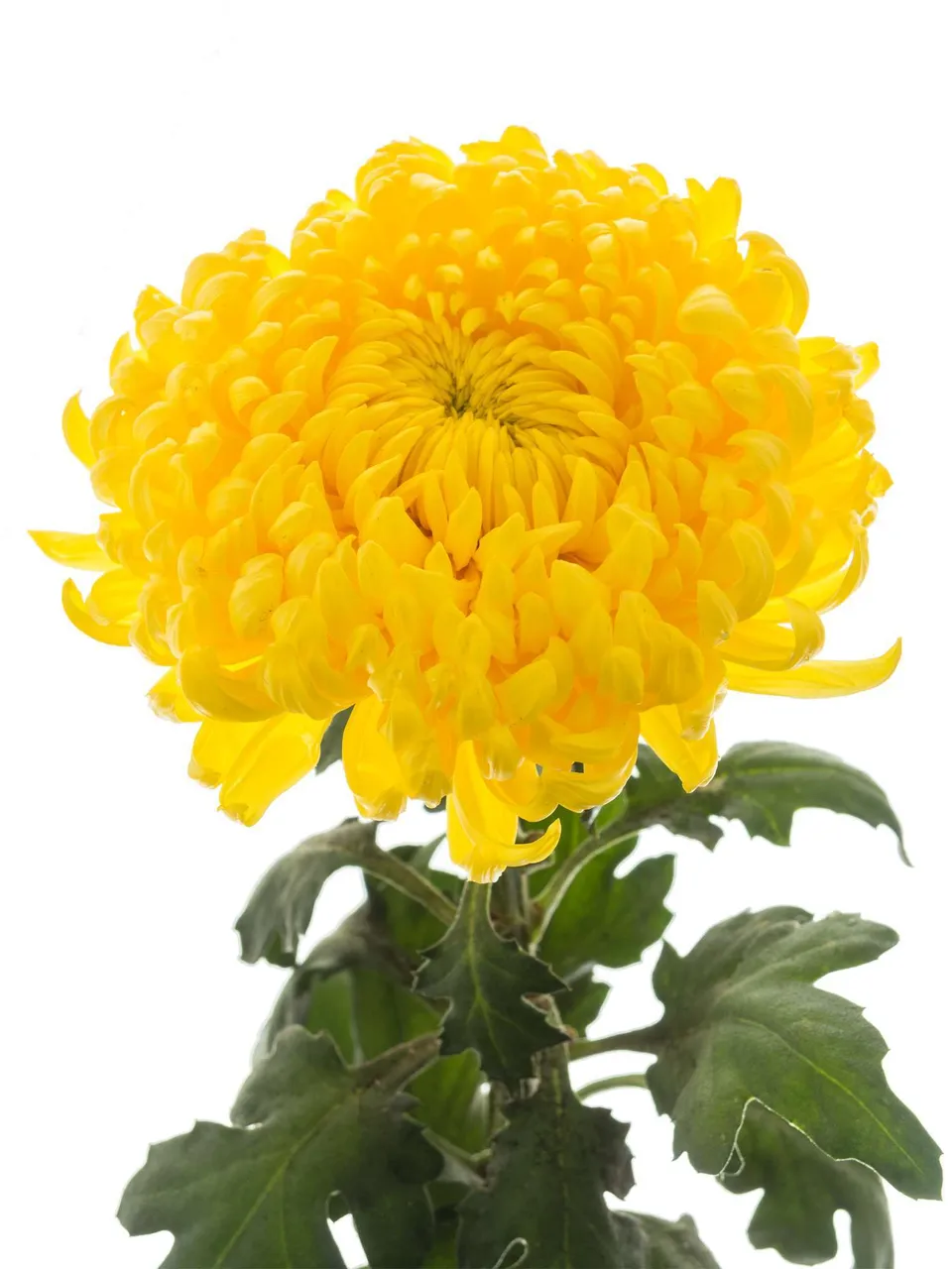 blumigo-chrysanthemen-rivalry-gelb-schnittblume image 1
