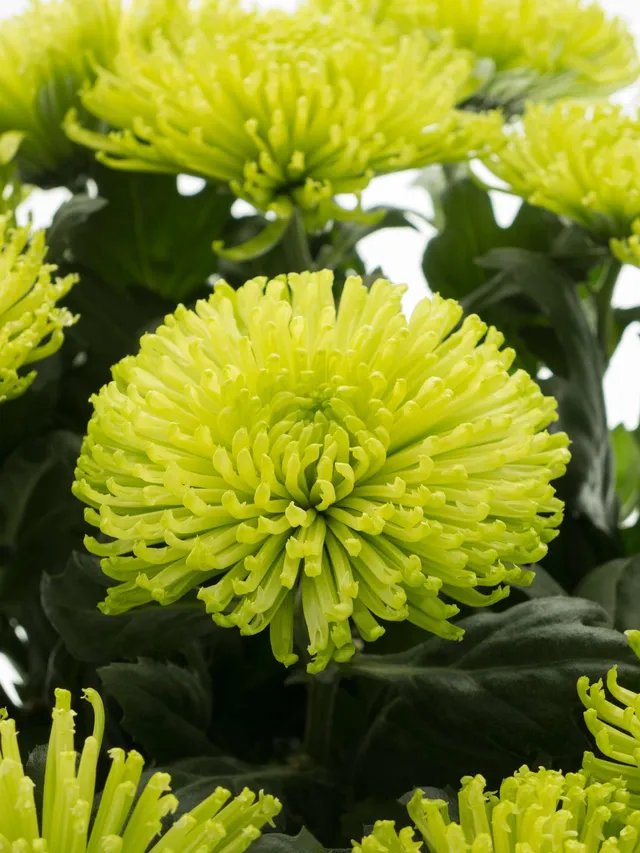 blumigo-chrysanthemen-green-globe-schnittblume-hellgr-n image 1