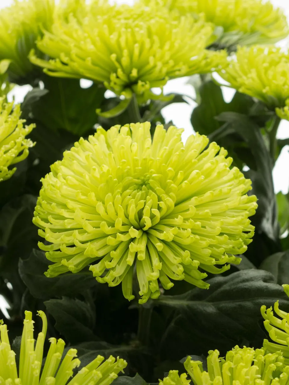blumigo-chrysanthemen-green-globe-schnittblume-hellgr-n image 1