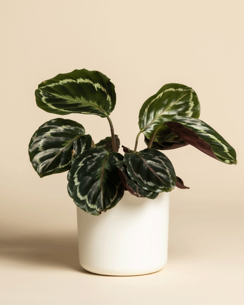 feey-variado-calathea-roseopicta-zimmerpflanze-klein image 7