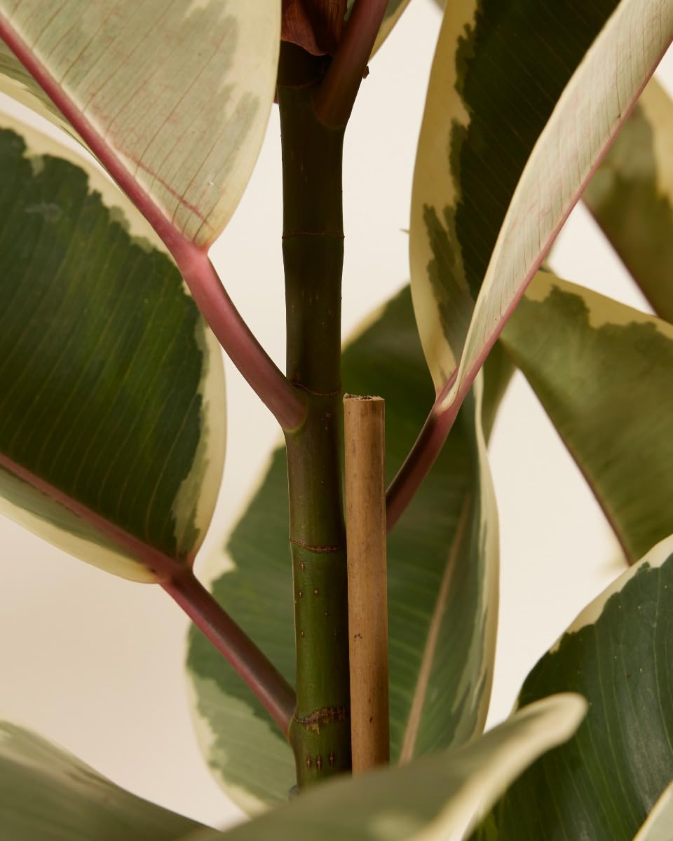 plnts-rareplnts-ficus-tineke-gummibaum-27cm-topf-100cm image 6