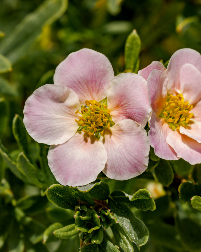 feey-amsterdam-rosa-fingerstrauch-bl-hstrauch-winterhart image 4
