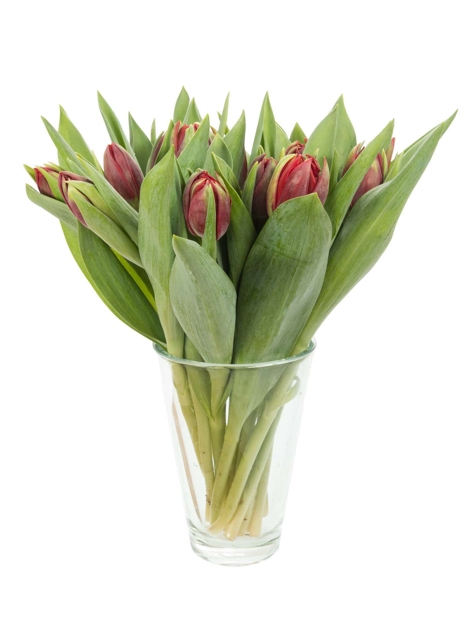 blumigo-tulpen-red-princess-gef-llte-schnittblume-rot image 2