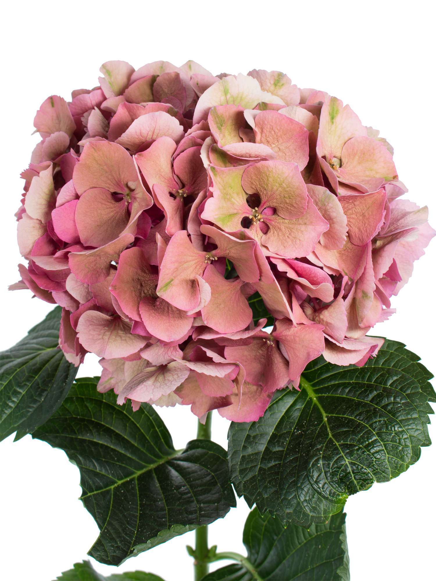 blumigo-hortensien-magical-sibilla-classic-schnittblume-gr-n-alt-ros image 1