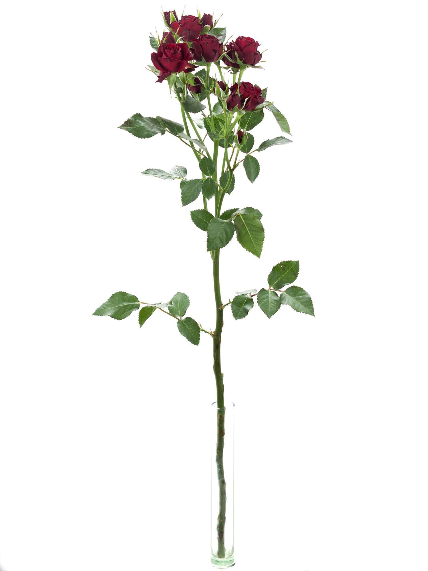 blumigo-rosen-dynasty-sensation-dunkel-rot-verzweigt image 3