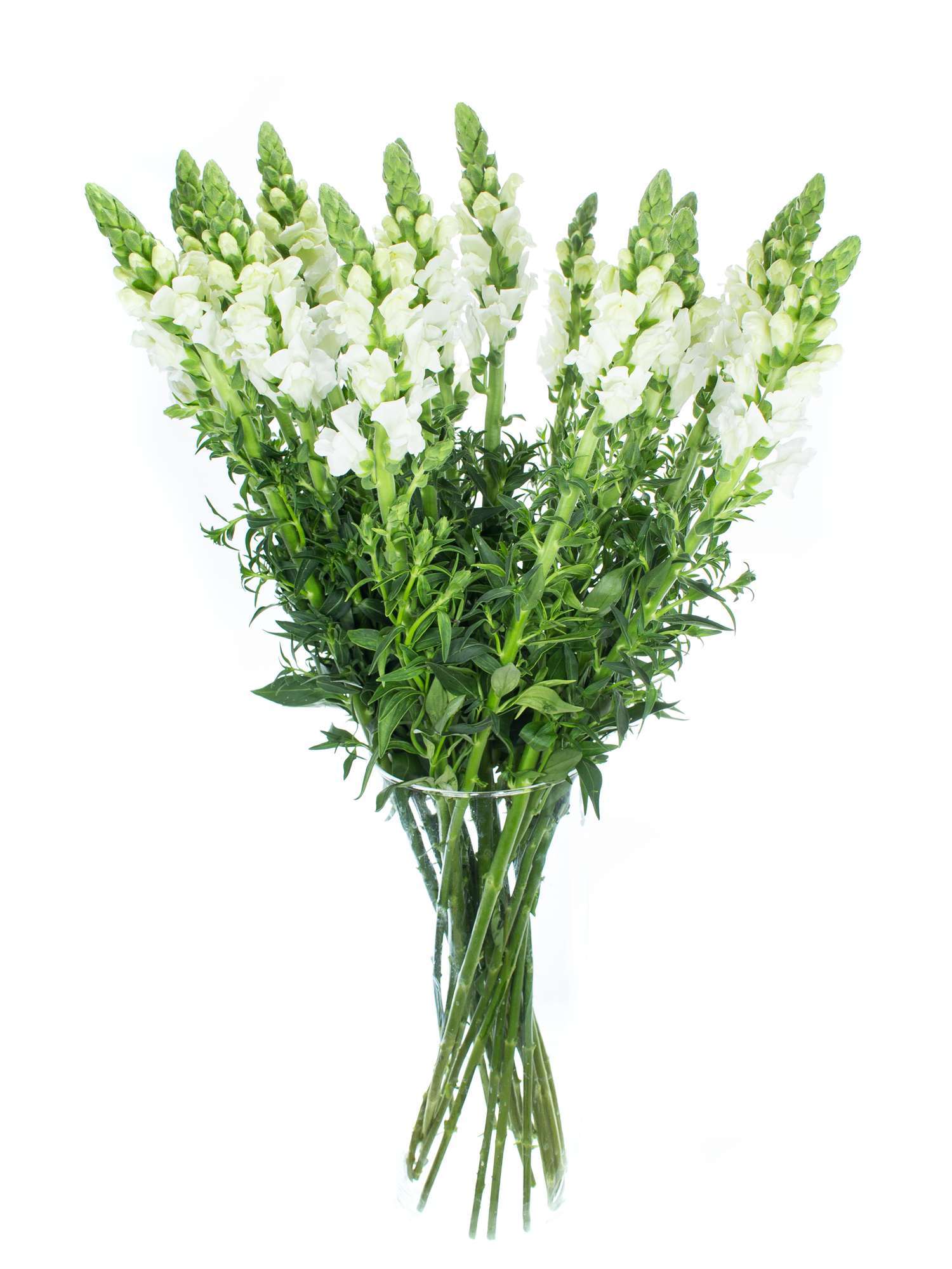 blumigo-l-wenm-ulchen-wei-schnittblumen-frisch image 2