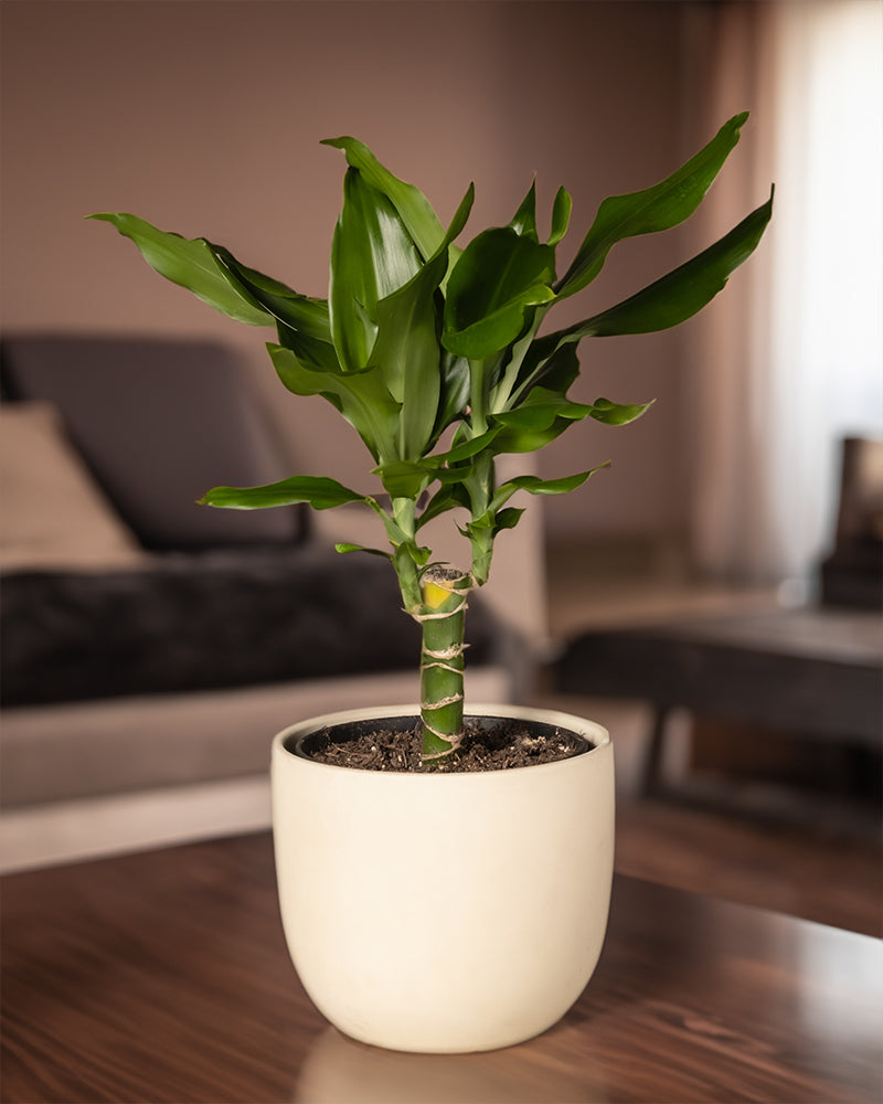 feey-drachenbaum-dracaena-fragrans-zimmerpflanze-klein-ohne-topf image 4