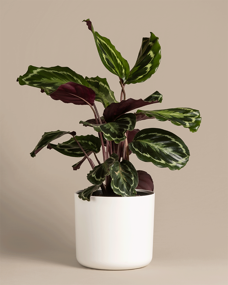 feey-variado-calathea-roseopicta-zimmerpflanze-ohne-bertopf-gro image 5