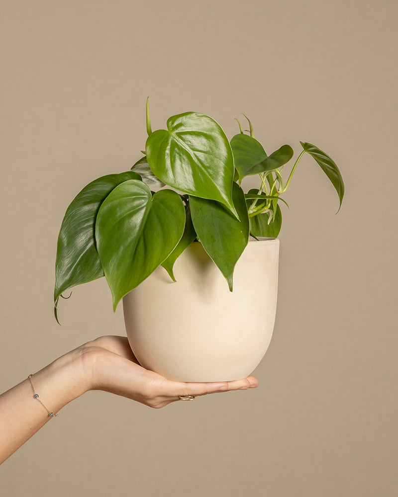 feey-variado-philodendron-scandens-h-ngepflanze-ohne-bertopf image 1