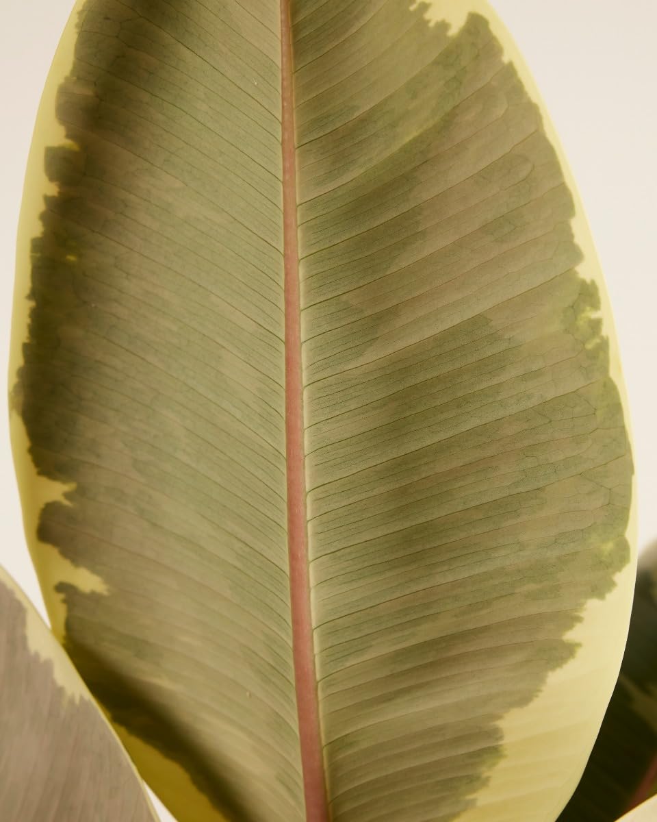 plnts-rareplnts-ficus-tineke-gummibaum-27cm-topf-100cm image 5