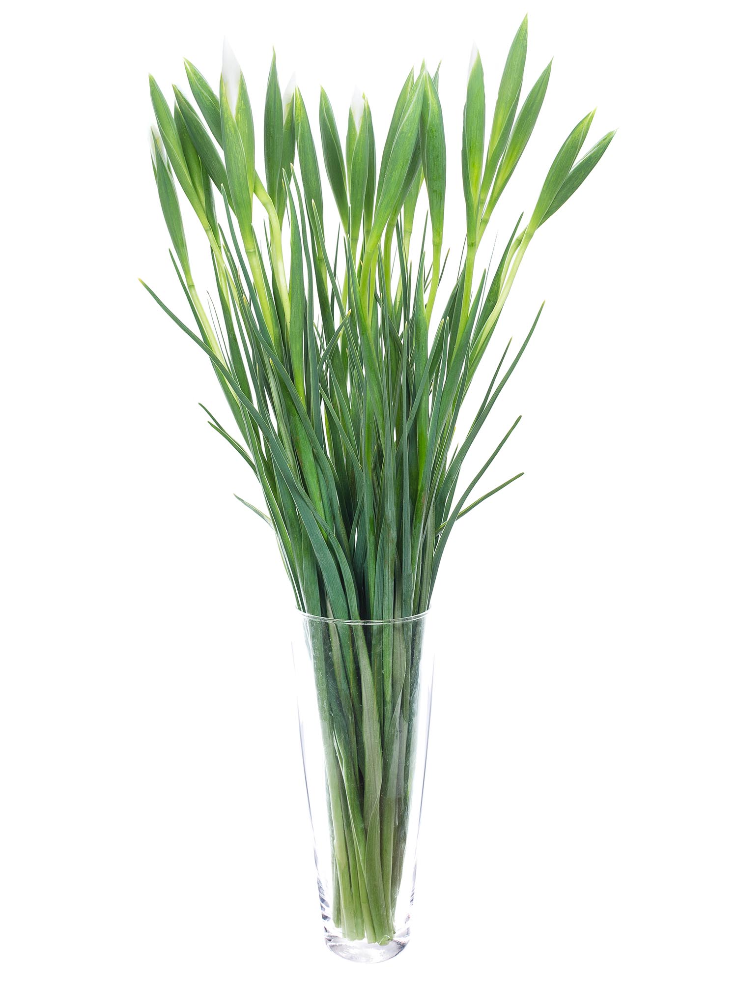 blumigo-blattwerk-iris-casablanca-wei-schnittblume image 4
