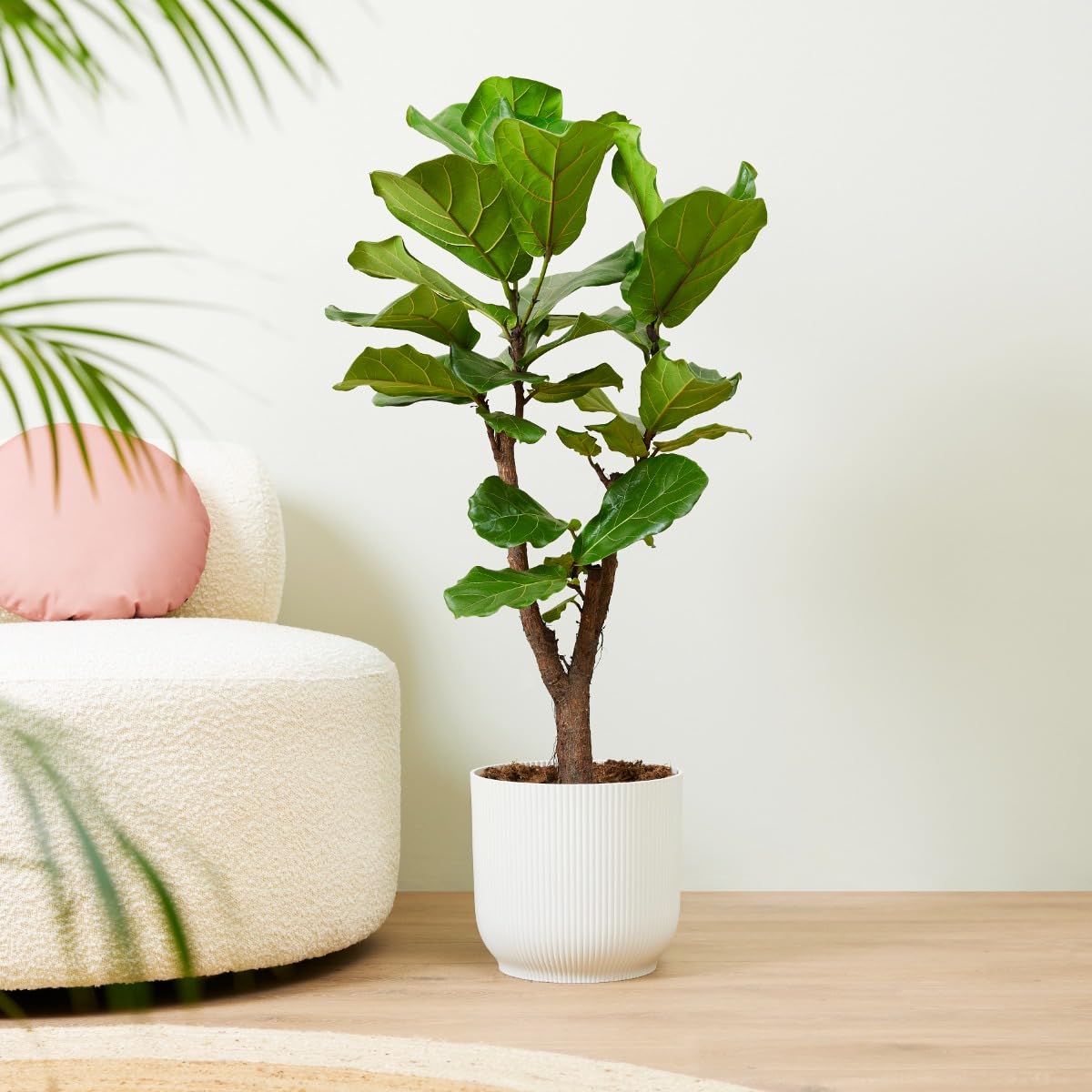 plnts-rareplnts-ficus-lyrata-branched-zimmerbaum-100-cm image 7