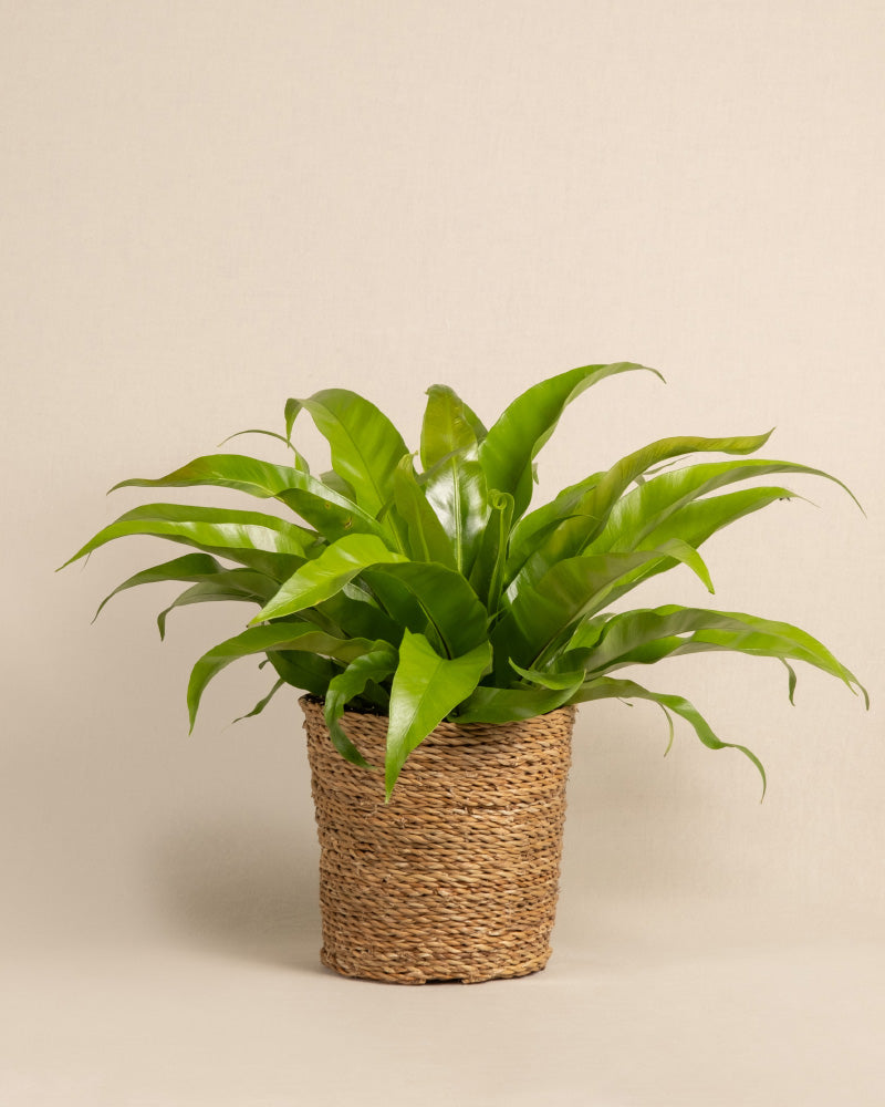 feey-nestfarn-asplenium-zimmerpflanze-tierfreundlich image 7