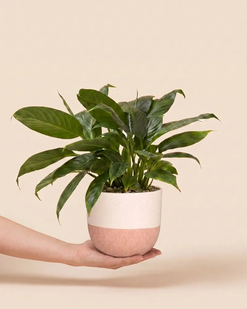 feey-einblatt-spathiphyllum-friedenslilie-ohne-bertopf image 1