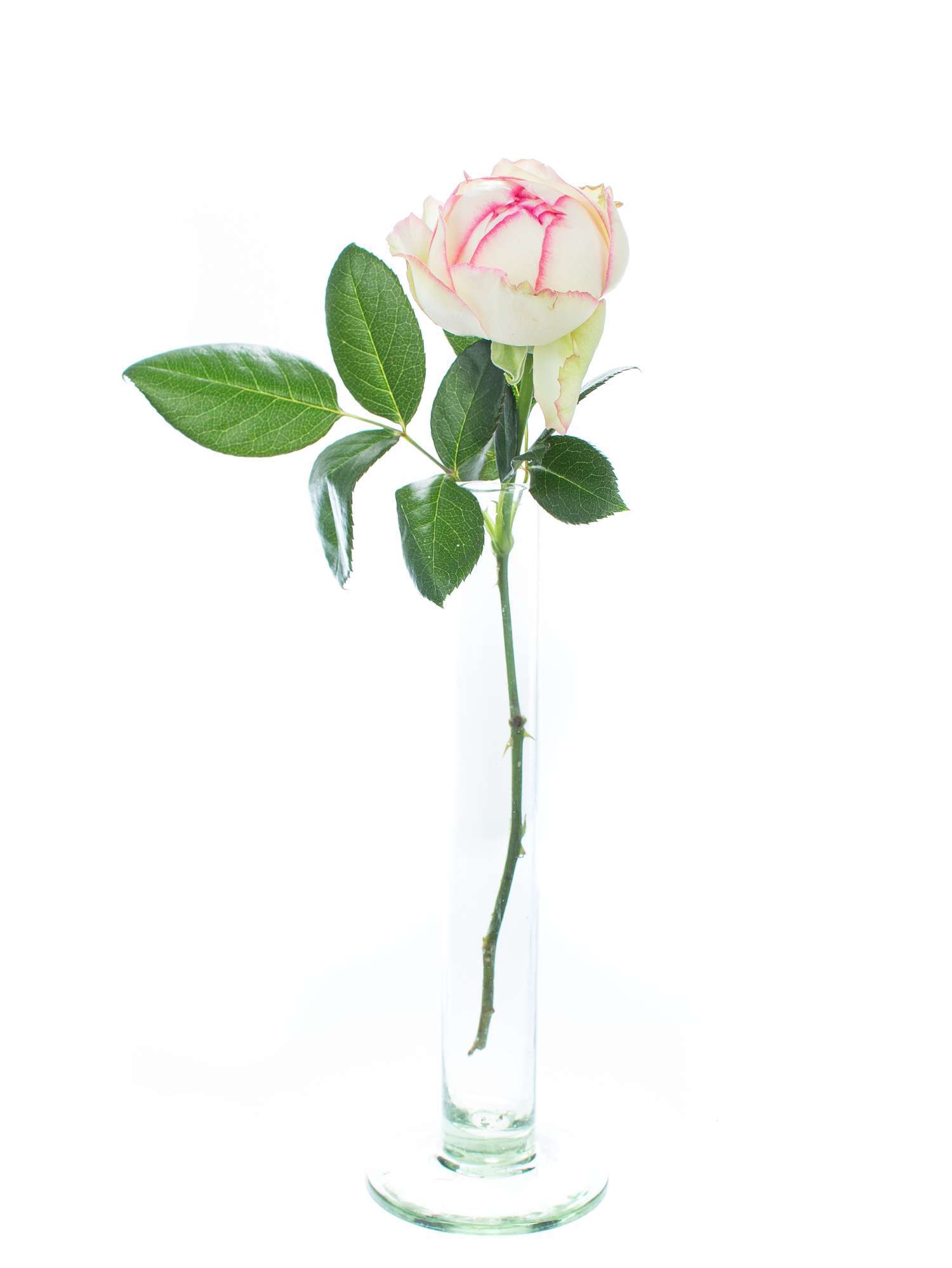 blumigo-rosen-ave-maria-schnittrose-pink-creme-frisch image 3