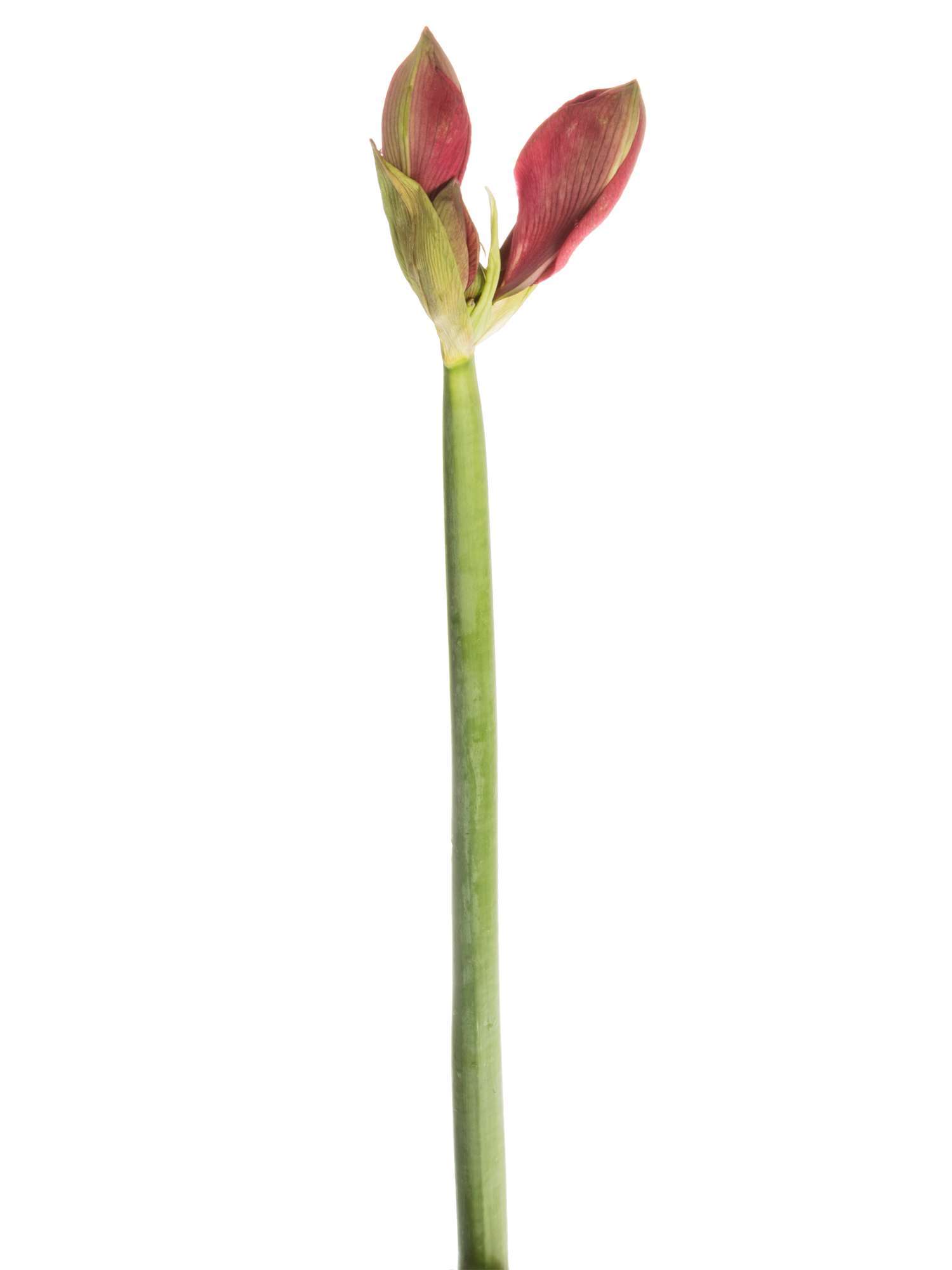 blumigo-amaryllis-hercules-schnittblume-pink-knospig image 7