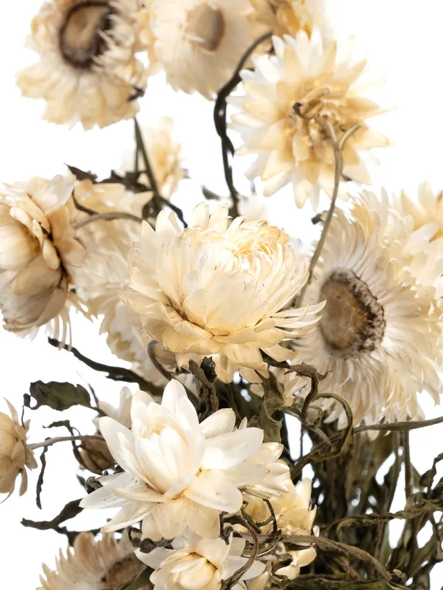 blumigo-trockenblumen-strohblume-wei-creme-getrocknet image 1
