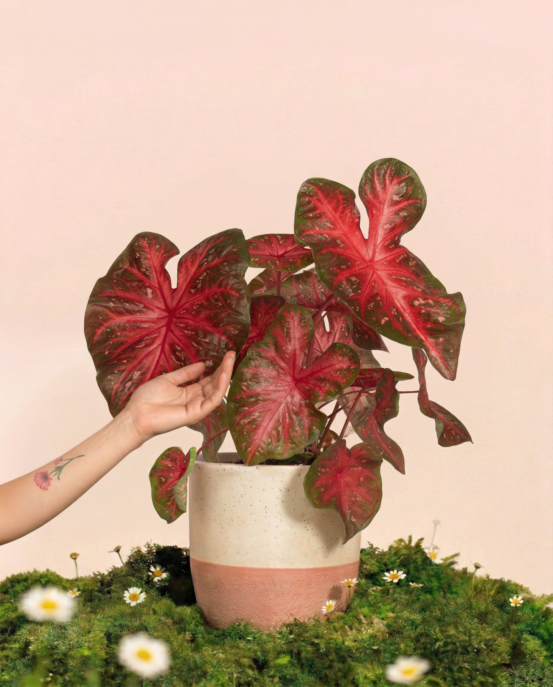 feey-variado-caladium-red-flash-zimmerpflanze-ohne-topf image 1