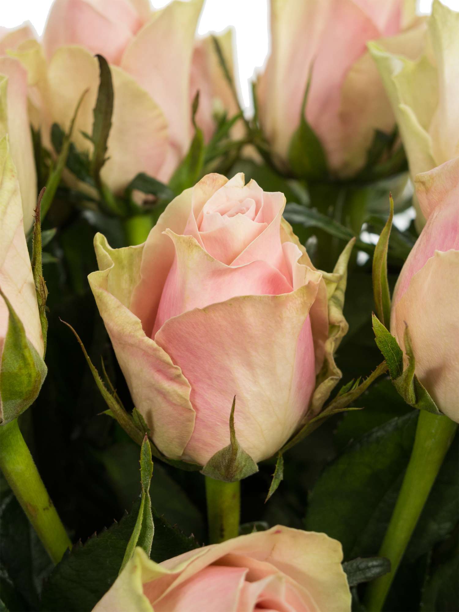 blumigo-rosen-pink-athena-rose-rosa-einzelstiel-frisch image 3