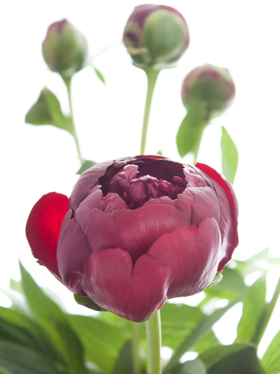 blumigo-pfingstrosen-buckeye-belle-dunkelrot-schnittblume image 1