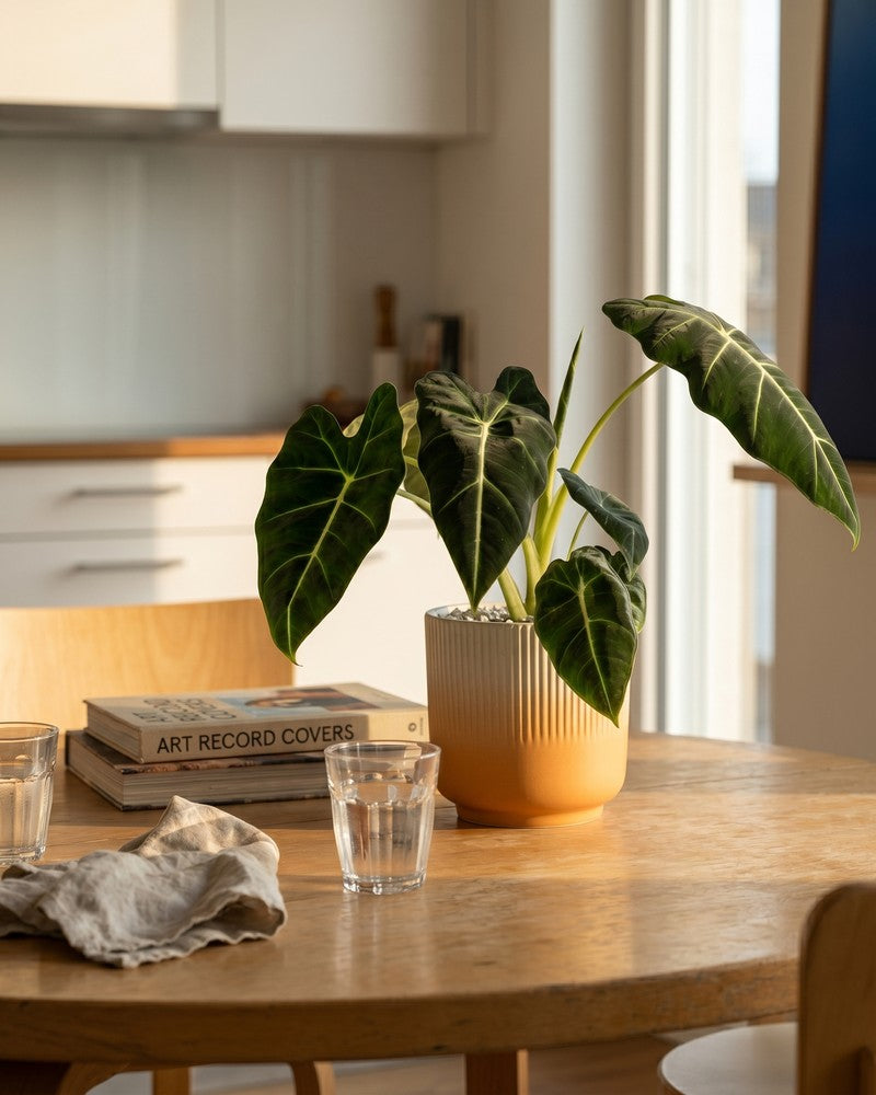 feey-variado-alocasia-frydek-zimmerpflanze-ohne-bertopf-samtig image 2