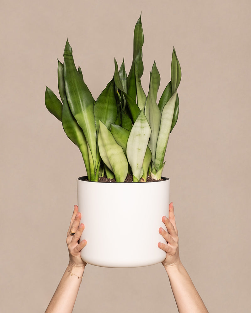 feey-variado-sansevieria-moonshine-gro-bogenhanf image 1
