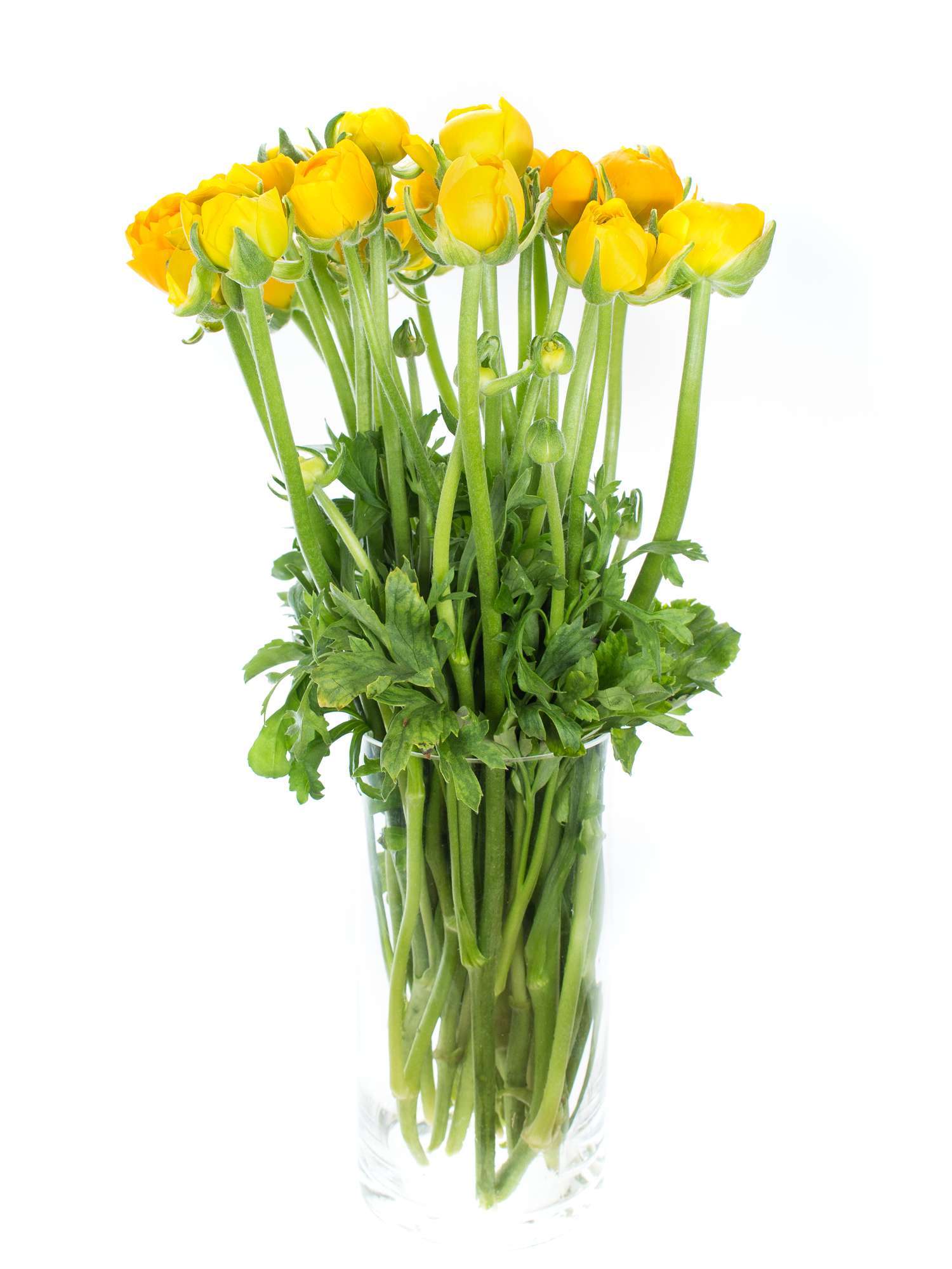 blumigo-ranunkeln-elegance-yellow-gelbe-schnittblume-stiel image 2