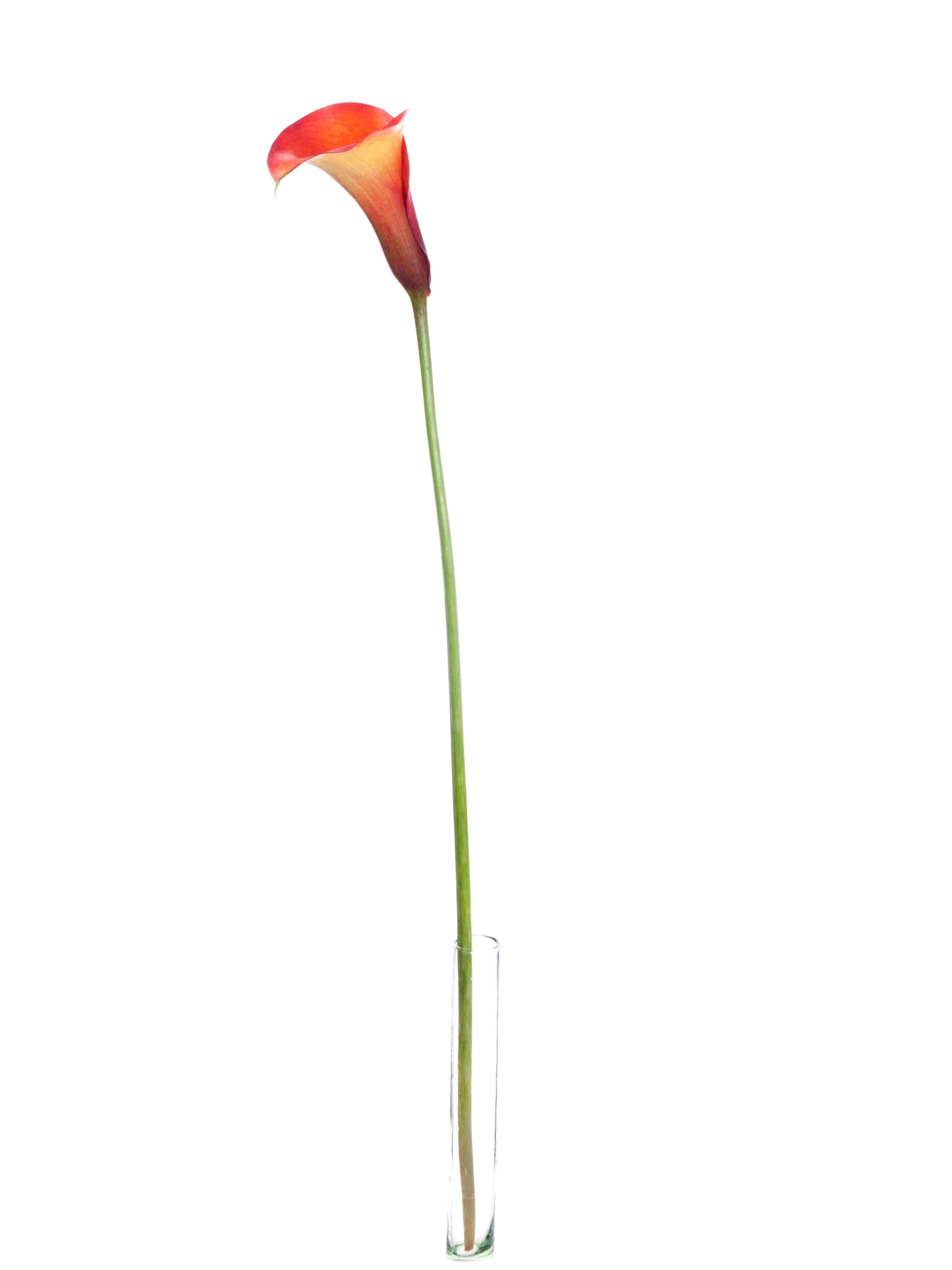 blumigo-calla-captain-odeon-schnittblume-orange-kelch image 4