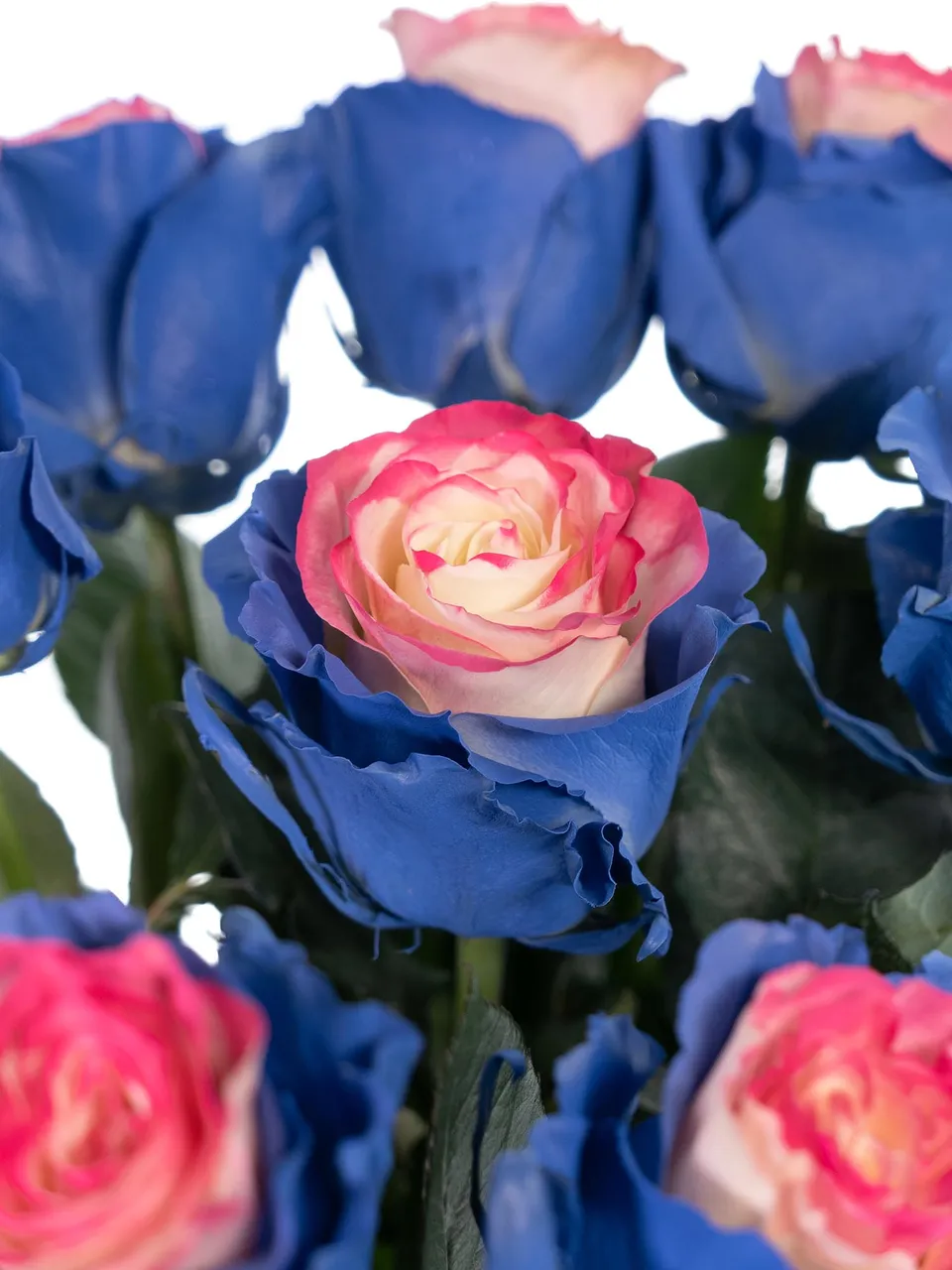 blumigo-rosen-gef-rbte-rose-wei-blau-pink image 1
