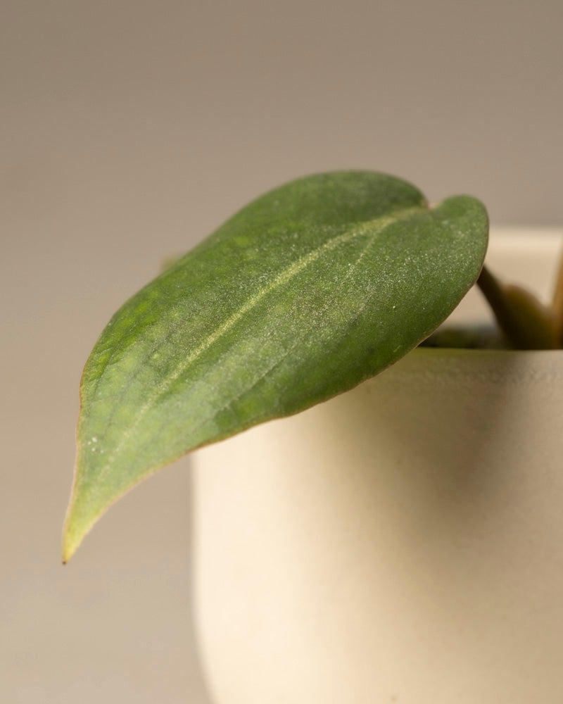 feey-variado-philodendron-gloriosum-babypflanze-ohne-bertopf image 8