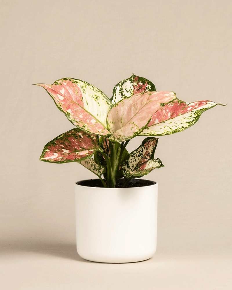 feey-aglaonema-jazzy-red-zimmerpflanze-ohne-bertopf-klein image 8