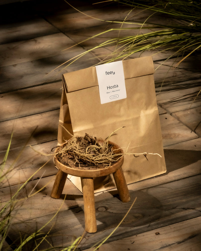 feey-amsterdam-hosta-blau-beige-2-stk-rhizome image 3
