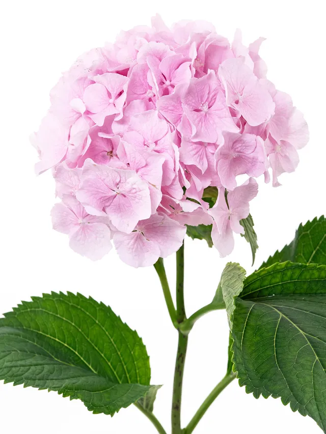 blumigo-hortensien-hortensie-verena-schnittblume-rosa image 1