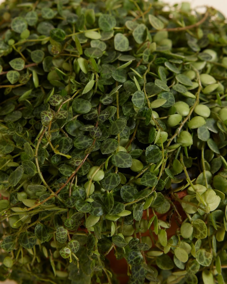 plnts-rareplnts-peperomia-prostrata-12-cm-topf-20-cm-hoch image 3