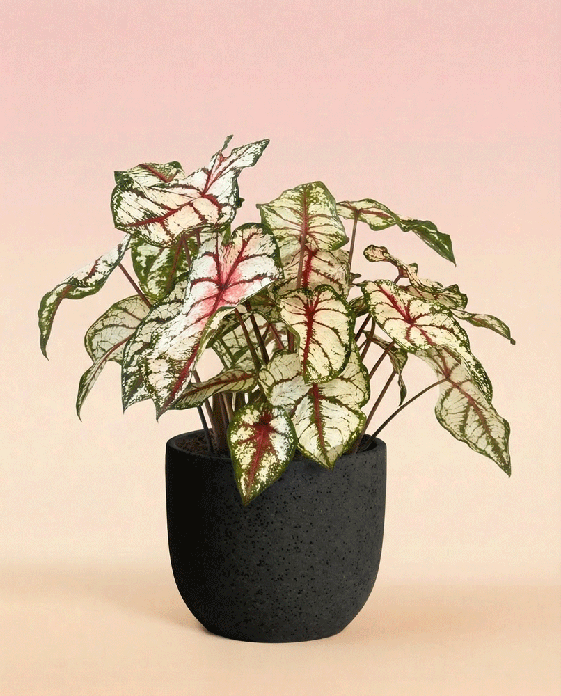 feey-caladium-bottle-rocket-zimmerpflanze-buntblatt image 5