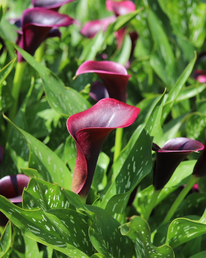 feey-amsterdam-calla-blumenzwiebeln-violett-3-stk-sommerbl-te image 2