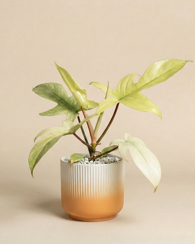 feey-variado-philodendron-florida-ghost-ohne-bertopf image 7