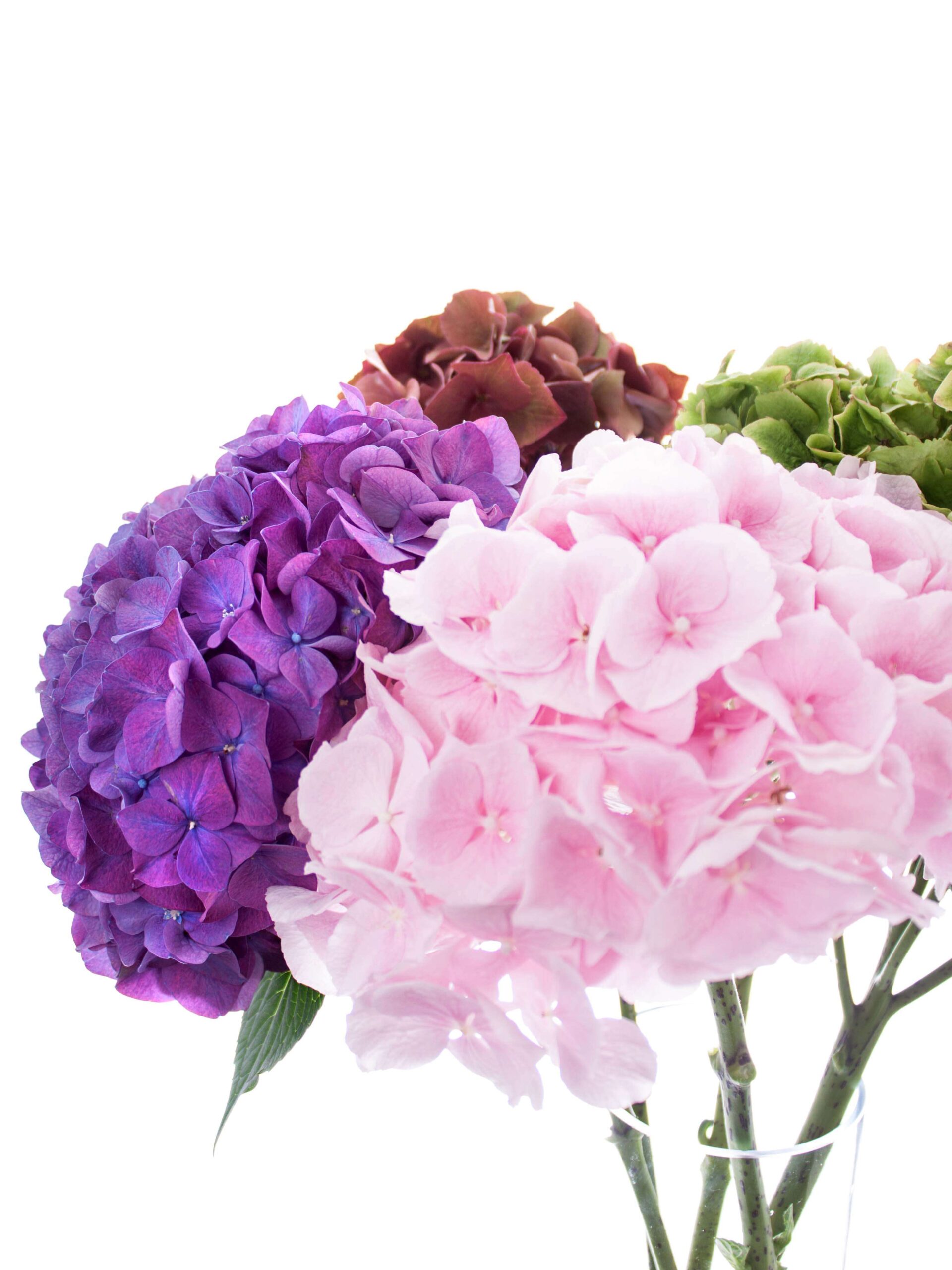 blumigo-berraschungsmix-5-hortensien-frisch image 7