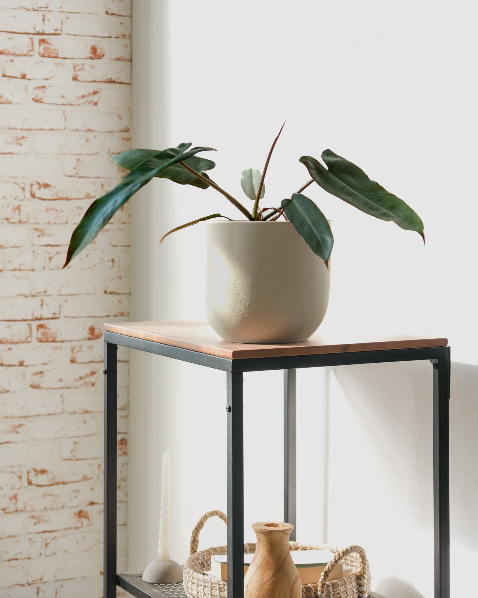feey-variado-philodendron-atabapoense-zimmerpflanze-rar image 7