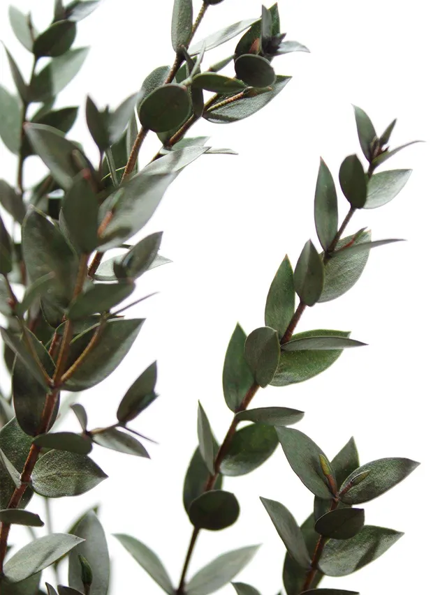 blumigo-trockenblumen-eukalyptus-parvifolia-gr-n-konserviert image 1