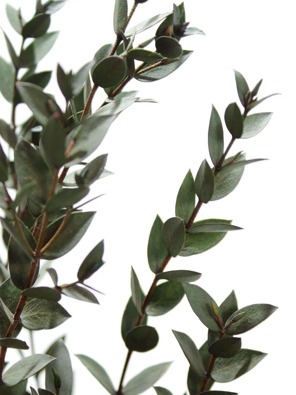 blumigo-trockenblumen-eukalyptus-parvifolia-gr-n-konserviert image 1